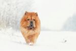 Nearby Chow Chow Puppy | Fawn Color