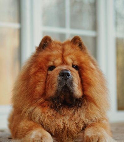 Nearby Fawn Chow Chow Puppy