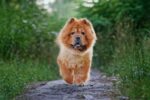 Nearby Chow Chow Puppy | Fawn Color