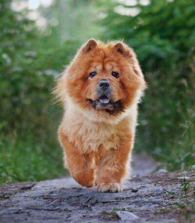 Nearby Chow Chow Puppy | Fawn Color
