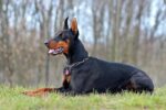Nearby European Doberman Puppy