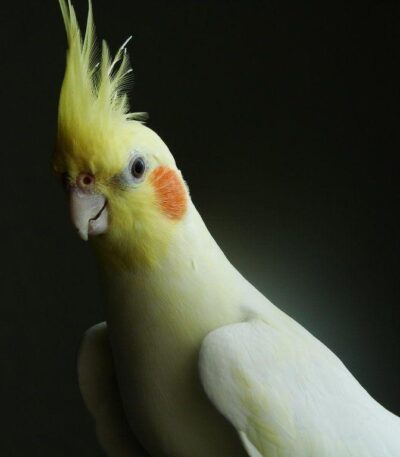 Cockatiel | Lutino
