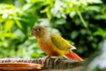 Green Cheek Conure