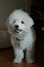 Nearby Bichon Frise Puppy