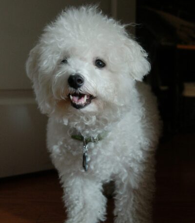 Nearby Bichon Frise Puppy