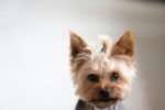 Nearby Yorkshire Terrier Puppy