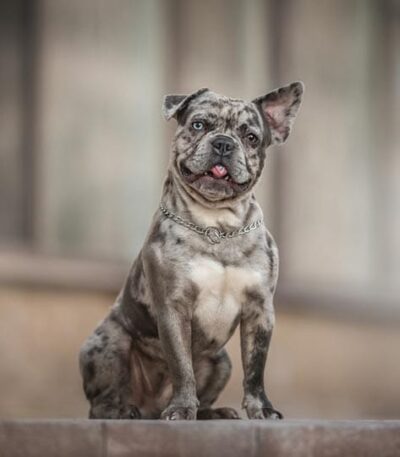 Nearby Merle French Bulldog puppy