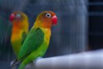 African Love Birds | Green