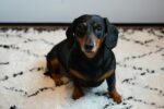 Nearby Dachshund Puppy | Black & Tan Color