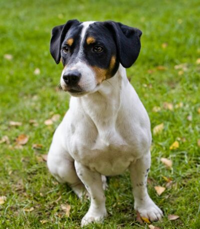 Nearby White & Black Jack Russell Terrier puppy
