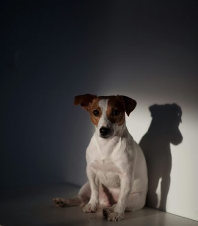 Nearby White & Brown Jack Russell Terrie puppy