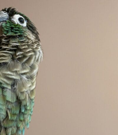 Blue Sided Conure
