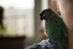 Nearby Blue Sided Conure / Turquoise Conure - Image 2