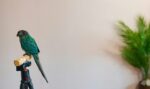 Nearby Blue Sided Conure / Turquoise Conure - Image 3