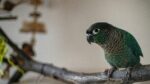 Nearby Blue Sided Conure / Turquoise Conure - Image 5