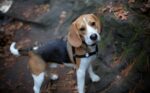 Nearby Beagle | Tricolor Puppy