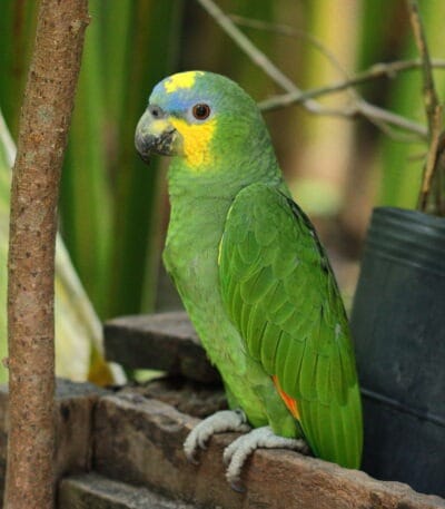Orange Wing Amazon Parrots