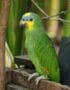 Orange Wing Amazon Parrots