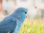 Blue Monk | Blue Quaker Parrot