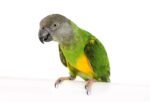 Senegal Parrot