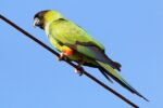 Nanday conure