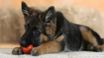 German Shepherd Puppy | Red and Black