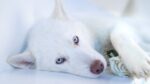 Nearby Siberian Husky | White Color With Blue Eye
