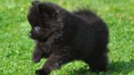 Nearby Black Culture Pom puppy