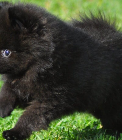 Nearby Black Culture Pom puppy