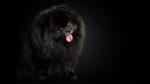 Nearby Culture Pom Puppy | Black Color