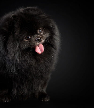 Nearby Culture Pom Puppy | Black Color