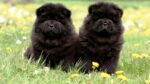 Nearby Chow Chow Puppy | Black Color