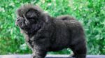 Nearby Chow Chow Puppy | Black Color