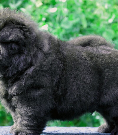 Nearby Chow Chow Puppy | Black Color