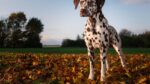 Nearby Dalmatian Puppy | White & Liver Brown