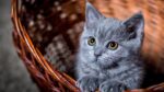 Nearby Russian Blue Cats & Kittens - Image 5