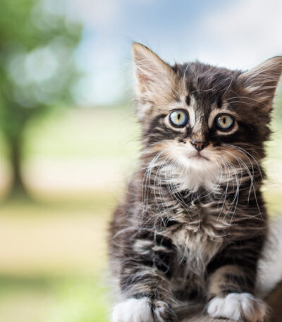 Siberian Cats & Kittens