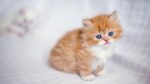 Nearby Blue Eyes Persian Kittens - Image 7