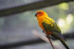 Sun Conure