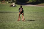 Nearby Doberman Pinscher Puppy | Brown & Rust Color