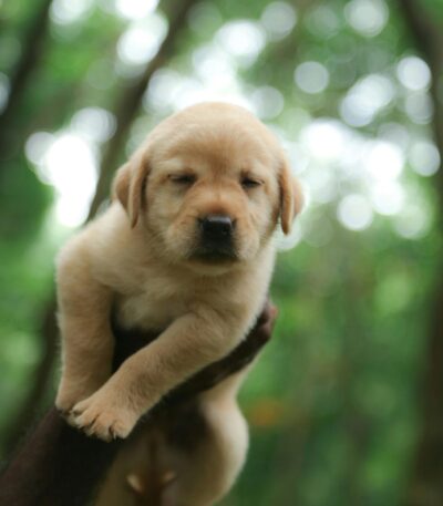 Nearby Fawn Labrador Retriever Color Puppy