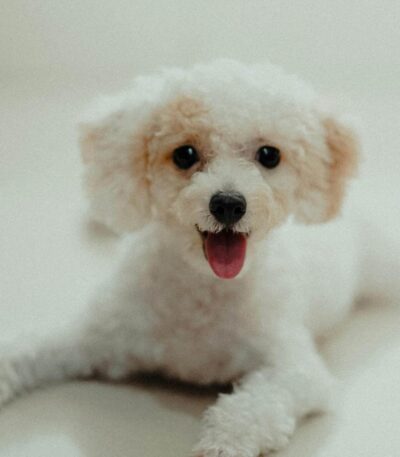 White Standard Poodle
