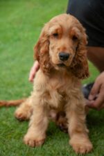 Nearby Cocker Spaniel Puppy