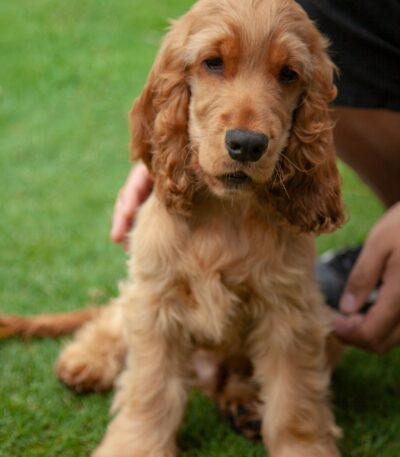 Nearby Cocker Spaniel Puppy