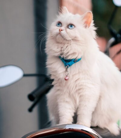 Blue Eyes Persian Kitten