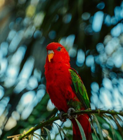 Red Lorikeet