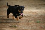 Nearby Minpin Puppy