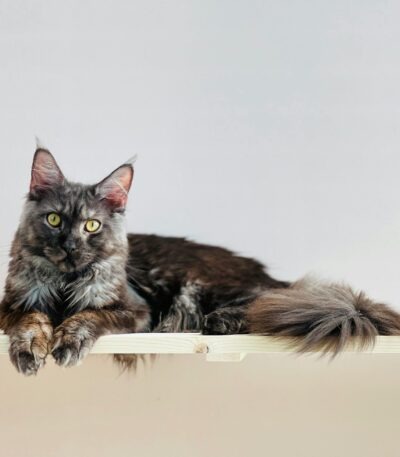 Maine Coon Cats & Kittens