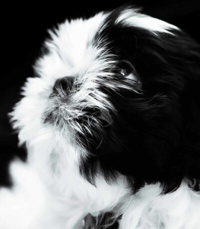 Black & white Shih Tzu