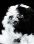 Black & white Shih Tzu
